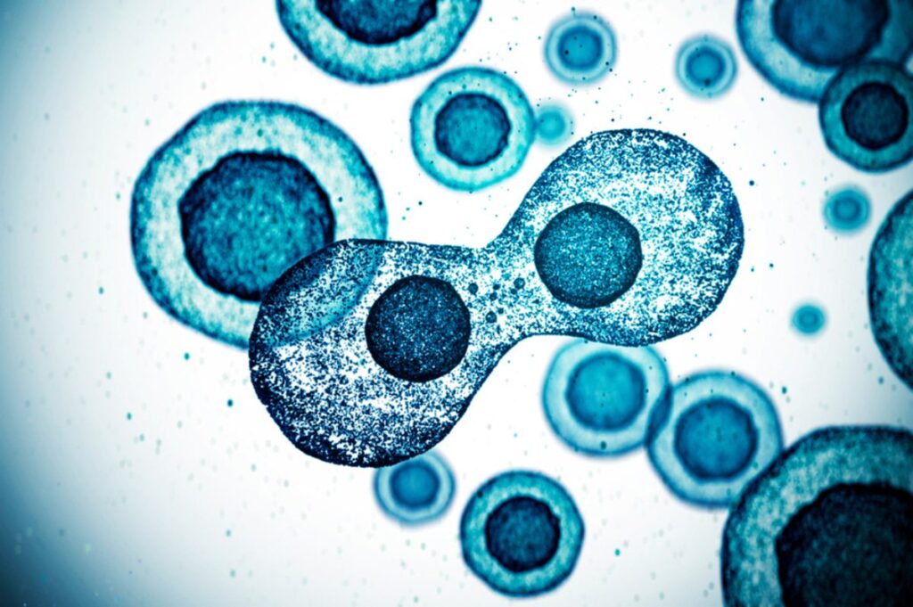 cell-therapy-company-aims-to-pioneer-analytics-automation