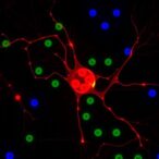 hmga1–hp1β-chromatin-axis-regulates-premature-aging-in-hutchinson-gilford-progeria-syndrome