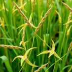 molecular-bypasses-boost-grass-lignin-and-starch-synthesis,-aiding-evolutionary-success