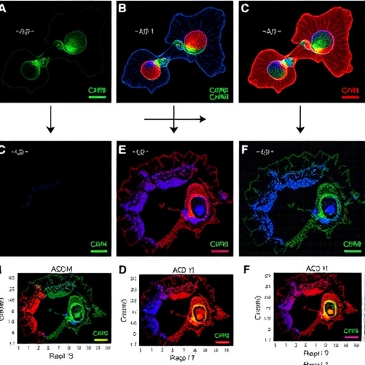 study-reveals-clonal-diversity-among-ccr8-positive-regulatory-t-cells-in-human-cancer
