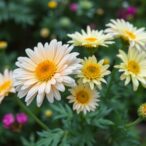 scientists-trace-the-origins-and-domestication-of-modern-cultivated-chrysanthemums