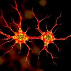 new-method-reveals-how-degenerative-diseases-affect-individual-cells