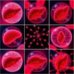 six-compound-cocktail-matures-stem-cell-derived-liver-spheroids-for-improved-toxicity-prediction