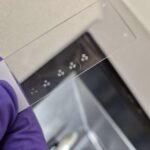 five-year-brain-organoids-reveal-new-insights-into-human-development