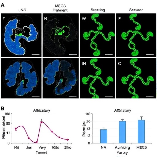 alanine-trna-fragments-and-meg3-variant-vary-with-tissues-and-parkinson’s-severity