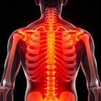 shoulders-bear-the-brunt-of-changes-in-bone-mineral-density