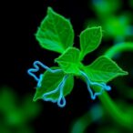how-plant-specific-and-conserved-paf1-complex-mechanisms-respond-to-replication-stress