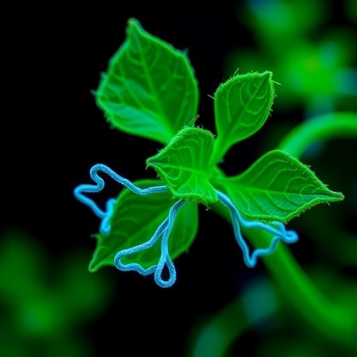 how-plant-specific-and-conserved-paf1-complex-mechanisms-respond-to-replication-stress