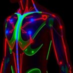 multicolor-electrochromic-actuators-enable-biomimetic-skin-muscle-coupling