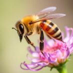 honeybee-gut-symbiont’s-colibactin-helps-defend-against-pathogens
