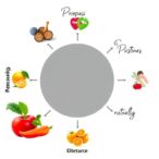goal-oriented-nutritional-model-incorporates-multiple-modes-and-dietary-transitions