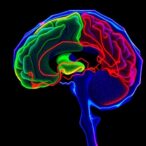short-chain-fatty-acids-mitigate-cisplatin-induced-sensory-damage-and-hearing-loss-via-mutyh