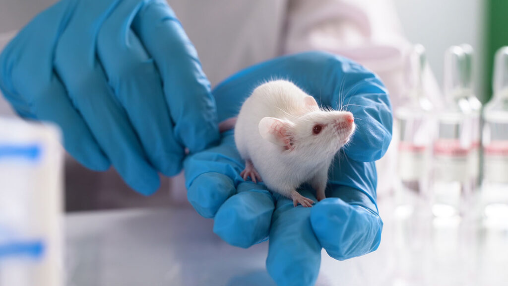 male-sex-hormones-suppress-lung-allergies-by-acting-on-neurons-in-mice