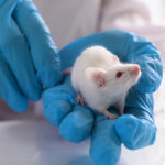 male-sex-hormones-suppress-lung-allergies-by-acting-on-neurons-in-mice