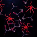 antibodies-reveal-pfripr’s-dynamic-hinge-motion-during-malaria-invasion