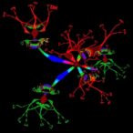blocking-cyclin-d1–cdk6-curbs-inflammatory-senescence-genes-and-age-related-functional-decline