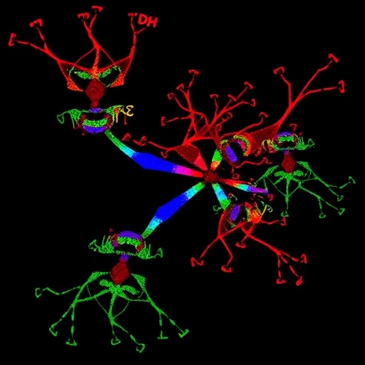blocking-cyclin-d1–cdk6-curbs-inflammatory-senescence-genes-and-age-related-functional-decline