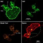 noncircadian-bmal1–yap-signaling-amplifies-chronic-inflammation-in-aging-skin