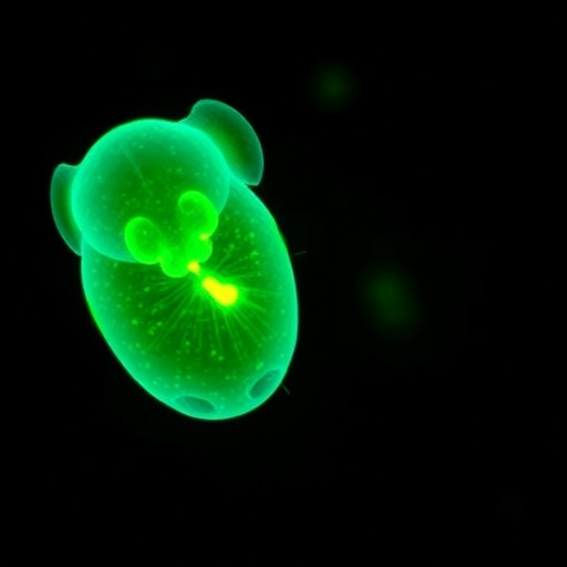 hypercontractile-embryos-from-older-female-mice-experience-implantation-failure