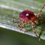 pioneering-study-of-alpha-gal-syndrome-launched-at-martha’s-vineyard-hospital
