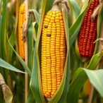 multi-omics-reveal-conserved-and-lineage-specific-defenses-against-southern-corn-rust-in-maize