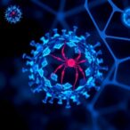 t-cells-mount-powerful-defense-against-zika-virus