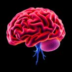 brain-regions-linked-to-learning-precise-finger-force-control