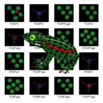 foxp3,-key-regulatory-t-cell-activator,-found-across-amphibians