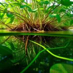 host-selection-shapes-microbial-communities-and-functions,-determining-mangrove-soil-carbon-fate