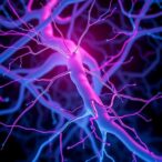 tyrosine-hydroxylase-links-adrenergic-nerves-to-triple-negative-breast-cancer-therapy