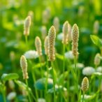 new-microhaplotype-databases-and-tools-reveal-crop-genetic-diversity