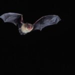 myotis-bat-genomes-reveal-how-they-fight-viruses,-cancer,-and-cellular-damage