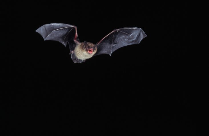 myotis-bat-genomes-reveal-how-they-fight-viruses,-cancer,-and-cellular-damage