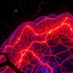 nsun5-deficiency-weakens-myelin-integrity-and-disrupts-sleep
