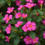 tiktok-rosacea-videos-vary-widely-in-educational-quality,-study-finds