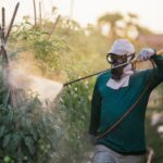 multi-academic-study-finds-no-link-between-pesticide-exposure-and-autism-traits