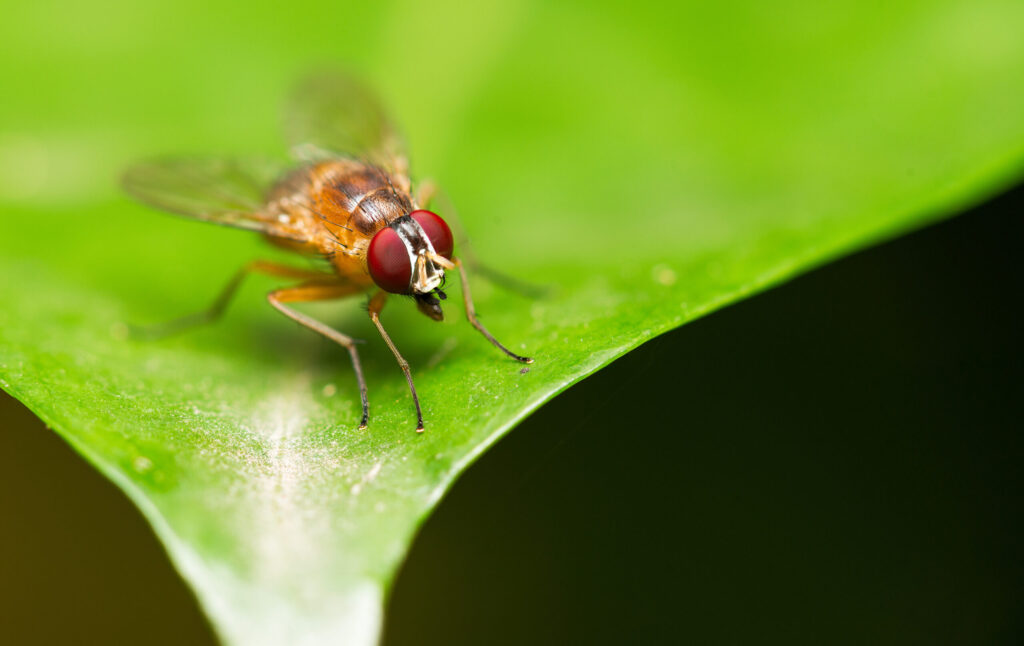 genetic-toolkit-isolates-neuron-types-in-drosophila-brain