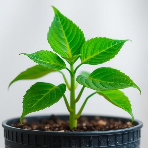 pd-clip-enables-zero-shot-fine-grained-plant-disease-diagnosis-through-contrastive-ai-training