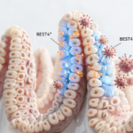 best4⁺-intestinal-cells-may-link-ion-transport-to-viral-diarrhea