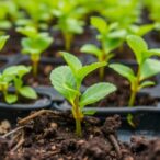 review-examines-pharmaceutical-contamination-in-edible-plants-grown-on-waste-amended-soils