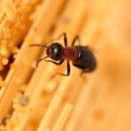 modified-zinc-oxide-nanoparticles-show-promise-for-termite-control