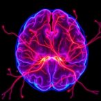 erianin-normalizes-tumor-vessels-to-boost-car-t-therapy-against-glioblastoma