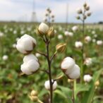 selection-mapping-uncovers-candidate-genes-for-day-neutral-flowering-in-cotton
