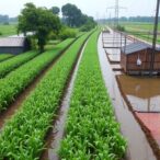 engineering-flood-resilient-crops-to-safeguard-global-food-security
