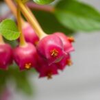 development-of-hplc–pda-method-for-steviol-glycosides-analysis-in-food-matrices