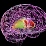 single-cell-striatum-atlas-reveals-neurological-disorder-vulnerabilities