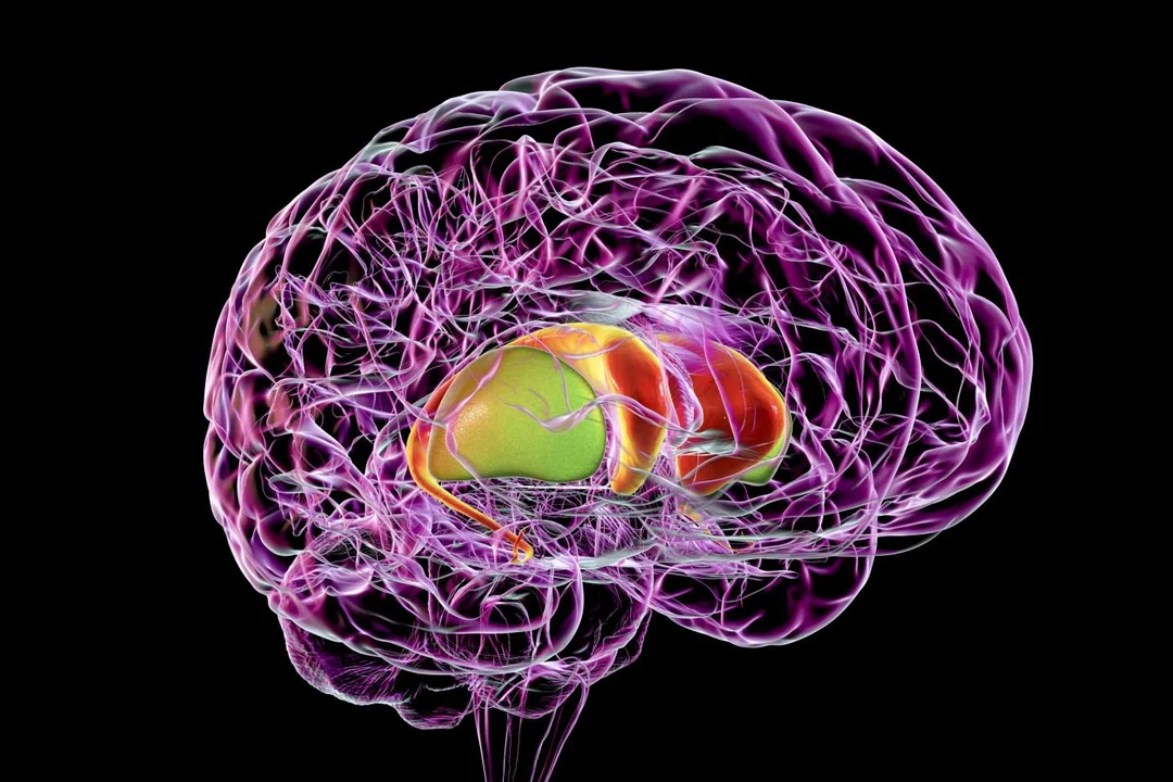 single-cell-striatum-atlas-reveals-neurological-disorder-vulnerabilities