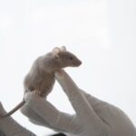 glp-1-drug-semaglutide-slows-aging-and-extends-lifespan-in-mice