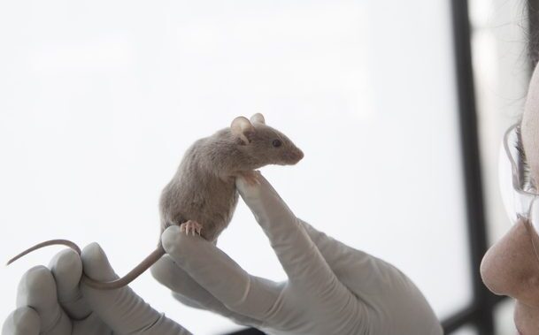glp-1-drug-semaglutide-slows-aging-and-extends-lifespan-in-mice