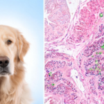 pd-l1-emerges-as-key-survival-marker-in-aggressive-canine-gastric-cancer